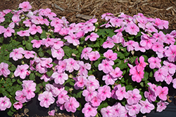 Super Elfin XP Pink Impatiens (Impatiens walleriana 'Super Elfin XP Pink') at The Mustard Seed