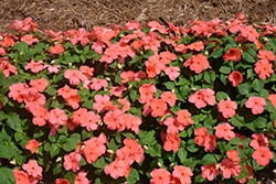 Super Elfin XP Melon Impatiens (Impatiens walleriana 'Super Elfin XP Melon') at The Mustard Seed