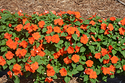 Super Elfin Bright Orange Impatiens (Impatiens walleriana 'Super Elfin Bright Orange') at The Mustard Seed