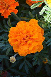 Safari Tangerine Marigold (Tagetes patula 'Safari Tangerine') at The Mustard Seed