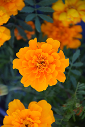 Safari Orange Marigold (Tagetes patula 'Safari Orange') at The Mustard Seed