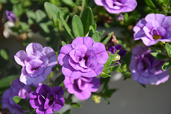 MiniFamous Double Amethyst Calibrachoa (Calibrachoa 'MiniFamous Double Amethyst') at The Mustard Seed