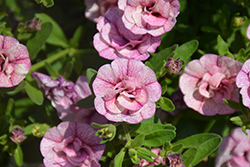 MiniFamous Double Pink Vein Calibrachoa (Calibrachoa 'MiniFamous Double Pink Vein') at The Mustard Seed