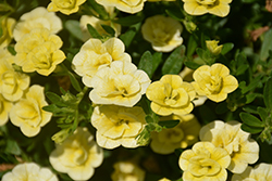 MiniFamous Double Lemon Calibrachoa (Calibrachoa 'MiniFamous Double Lemon') at The Mustard Seed