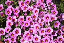 Aloha Tiki Soft Pink Calibrachoa (Calibrachoa 'Aloha Tiki Soft Pink') at The Mustard Seed
