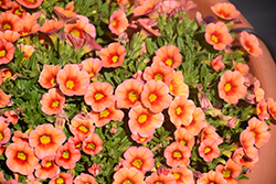 Aloha Kona Mandarin Calibrachoa (Calibrachoa 'Aloha Kona Mandarin') at The Mustard Seed