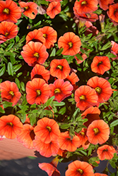 Aloha Kona Hot Orange Calibrachoa (Calibrachoa 'Aloha Kona Hot Orange') at The Mustard Seed