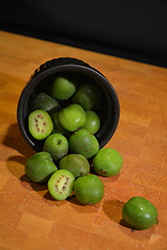 Hardy Kiwi (Actinidia arguta) at The Mustard Seed