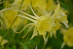 Songbird Goldfinch Columbine (Aquilegia 'Goldfinch') at The Mustard Seed
