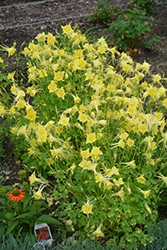 Songbird Goldfinch Columbine (Aquilegia 'Goldfinch') at The Mustard Seed