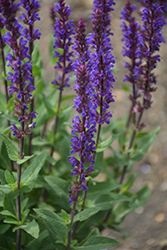 Caradonna Sage (Salvia nemorosa 'Caradonna') at The Mustard Seed