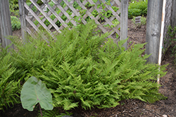 Lady in Red Fern (Athyrium filix-femina 'Lady in Red') at The Mustard Seed