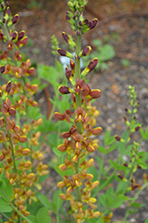 Honey Roasted False Indigo (Baptisia 'Honey Roasted') at The Mustard Seed