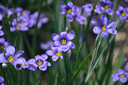 Lucerne Blue-Eyed Grass (Sisyrinchium angustifolium 'Lucerne') at The Mustard Seed