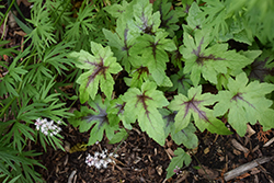 Sugar And Spice Foamflower (Tiarella 'Sugar And Spice') at The Mustard Seed