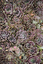 Pacific Blue Ice Hens And Chicks (Sempervivum 'Pacific Blue Ice') at The Mustard Seed