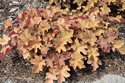Caramel Coral Bells (Heuchera 'Caramel') at The Mustard Seed