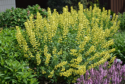 American Goldfinch False Indigo (Baptisia 'American Goldfinch') at The Mustard Seed