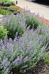Purrsian Blue Catmint (Nepeta x faassenii 'Purrsian Blue') at The Mustard Seed