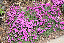Paint The Town Fuchsia Pinks (Dianthus 'Paint The Town Fuchsia') at The Mustard Seed
