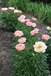 Coral Sunset Peony (Paeonia 'Coral Sunset') at The Mustard Seed