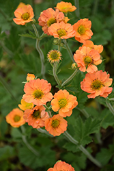 Totally Tangerine Avens (Geum 'Tim's Tangerine') at The Mustard Seed