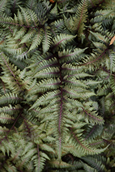 Japanese Painted Fern (Athyrium nipponicum 'Pictum') at The Mustard Seed