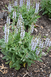 Perfect Profusion Meadow Sage (Salvia nemorosa 'Perfect Profusion') at The Mustard Seed