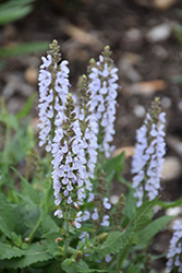Perfect Profusion Meadow Sage (Salvia nemorosa 'Perfect Profusion') at The Mustard Seed