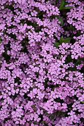 Rock Soapwort (Saponaria ocymoides) at The Mustard Seed