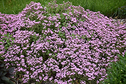 Rock Soapwort (Saponaria ocymoides) at The Mustard Seed