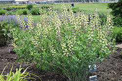 Decadence Deluxe Pink Lemonade False Indigo (Baptisia 'Pink Lemonade') at The Mustard Seed