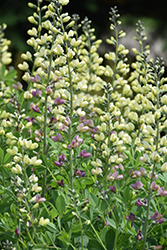 Decadence Deluxe Pink Lemonade False Indigo (Baptisia 'Pink Lemonade') at The Mustard Seed