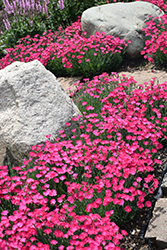 Paint The Town Magenta Pinks (Dianthus 'Paint The Town Magenta') at The Mustard Seed