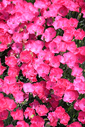 Paint The Town Magenta Pinks (Dianthus 'Paint The Town Magenta') at The Mustard Seed