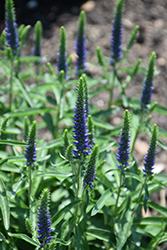 Magic Show Wizard of Ahhs Speedwell (Veronica 'Wizard of Ahhs') at The Mustard Seed