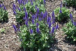 Bumbleblue Meadow Sage (Salvia nemorosa 'Bumbleblue') at The Mustard Seed