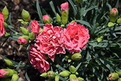 Fruit Punch Classic Coral Pinks (Dianthus 'Classic Coral') at The Mustard Seed