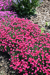 Paint The Town Magenta Pinks (Dianthus 'Paint The Town Magenta') at The Mustard Seed