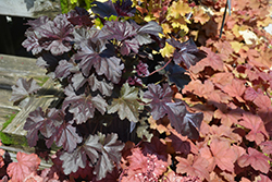 Obsidian Coral Bells (Heuchera 'Obsidian') at The Mustard Seed