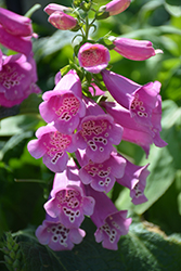 Camelot Rose Foxglove (Digitalis purpurea 'Camelot Rose') at The Mustard Seed