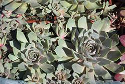 Pacific Blue Ice Hens And Chicks (Sempervivum 'Pacific Blue Ice') at The Mustard Seed