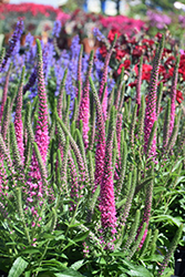 Red Fox Speedwell (Veronica spicata 'Red Fox') at The Mustard Seed