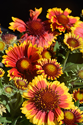 Arizona Sun Blanket Flower (Gaillardia x grandiflora 'Arizona Sun') at The Mustard Seed