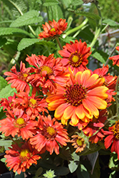 Arizona Red Shades Blanket Flower (Gaillardia x grandiflora 'Arizona Red Shades') at The Mustard Seed