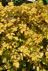 Amber Moon Chinese Astilbe (Astilbe chinensis 'Amber Moon') at The Mustard Seed