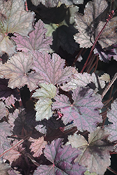 Frosted Violet Coral Bells (Heuchera 'Frosted Violet') at The Mustard Seed