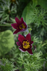 Red Pasqueflower (Pulsatilla vulgaris 'Rubra') at The Mustard Seed