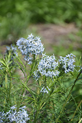 Narrow-Leaf Blue Star (Amsonia hubrichtii) at The Mustard Seed