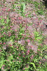 Prairie Smoke (Geum triflorum) at The Mustard Seed